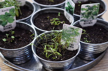 growing herbs in pots