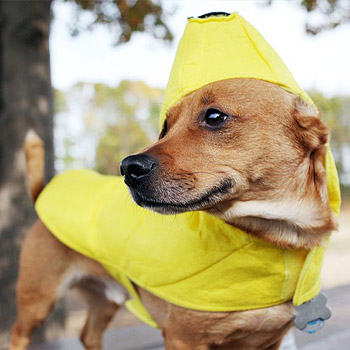 dog in banana costume