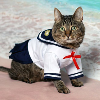 cat in sailor costume