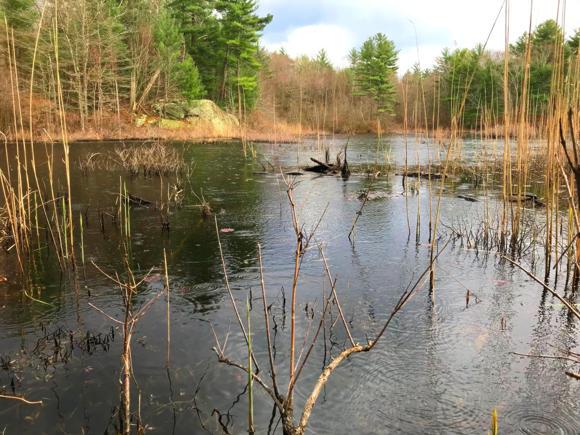 Woodpecker Pond, Wompatuck State Park, MA